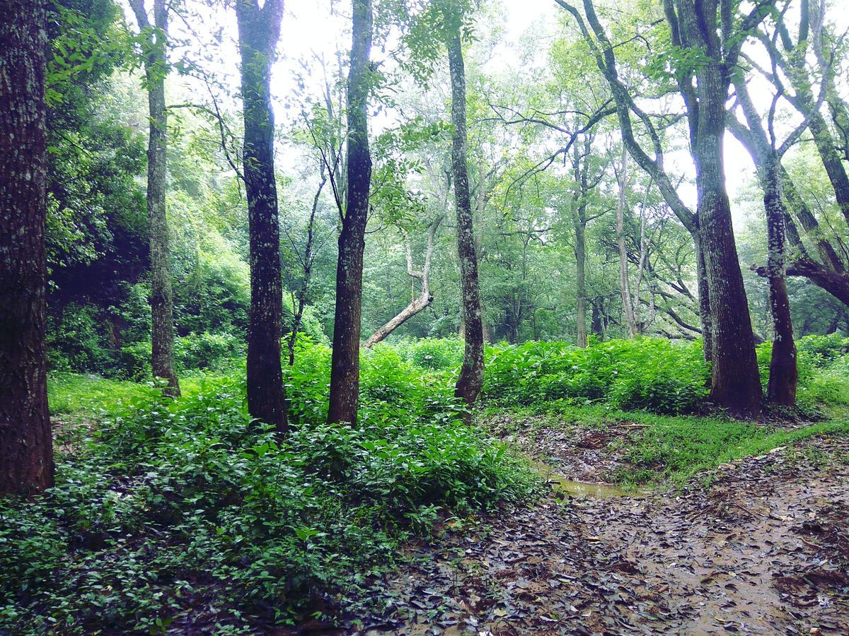 Secret Valley Jungle Resort Ooty Buitenkant foto