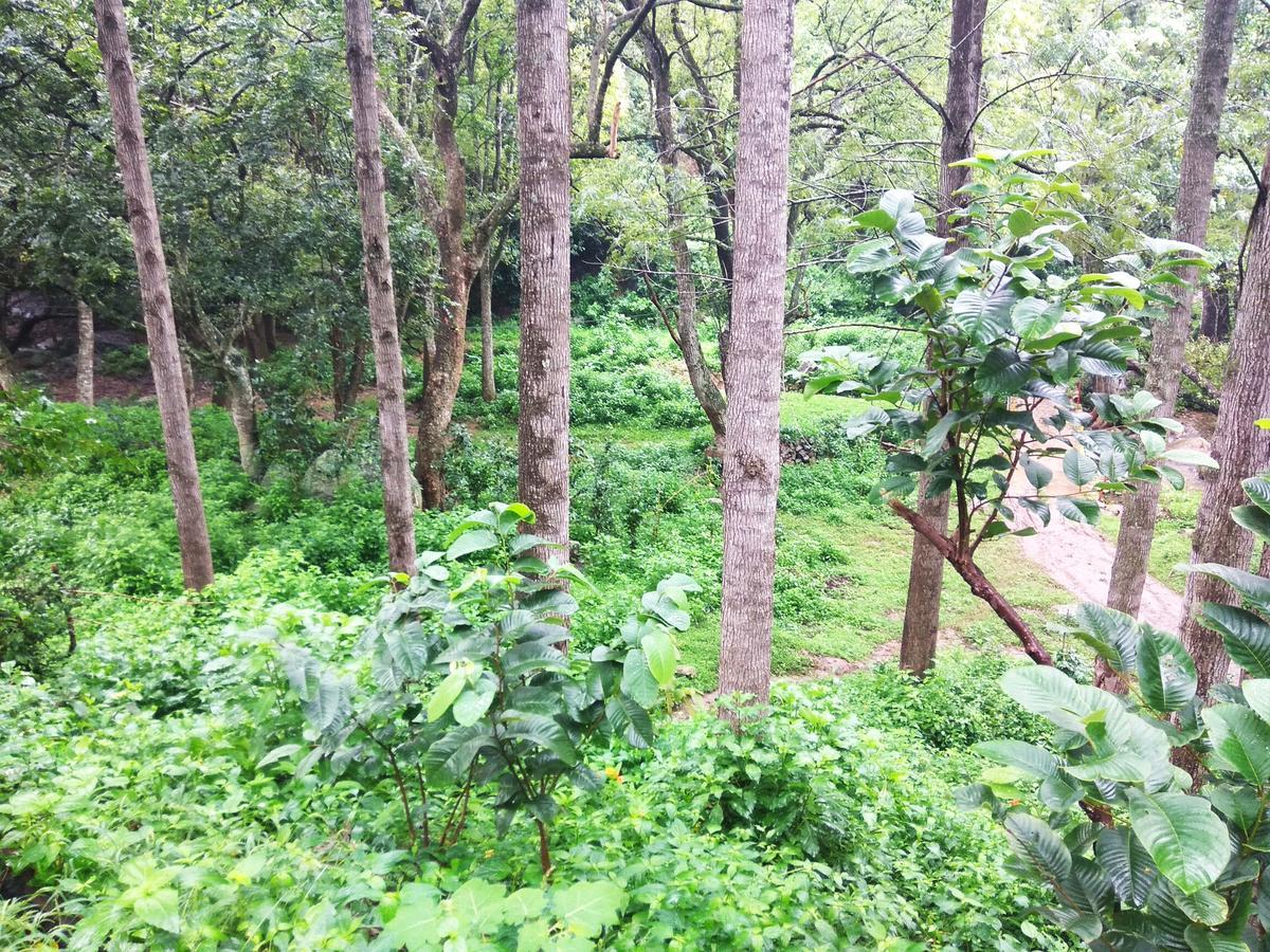 Secret Valley Jungle Resort Ooty Buitenkant foto