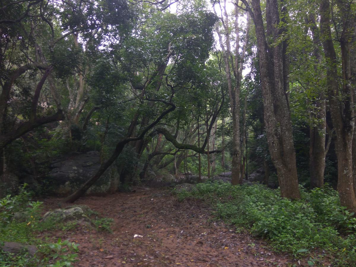 Secret Valley Jungle Resort Ooty Buitenkant foto