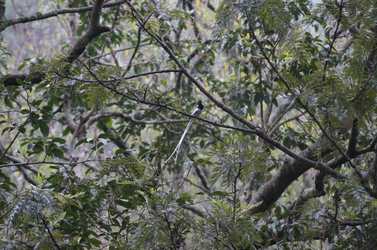 Secret Valley Jungle Resort Ooty Buitenkant foto