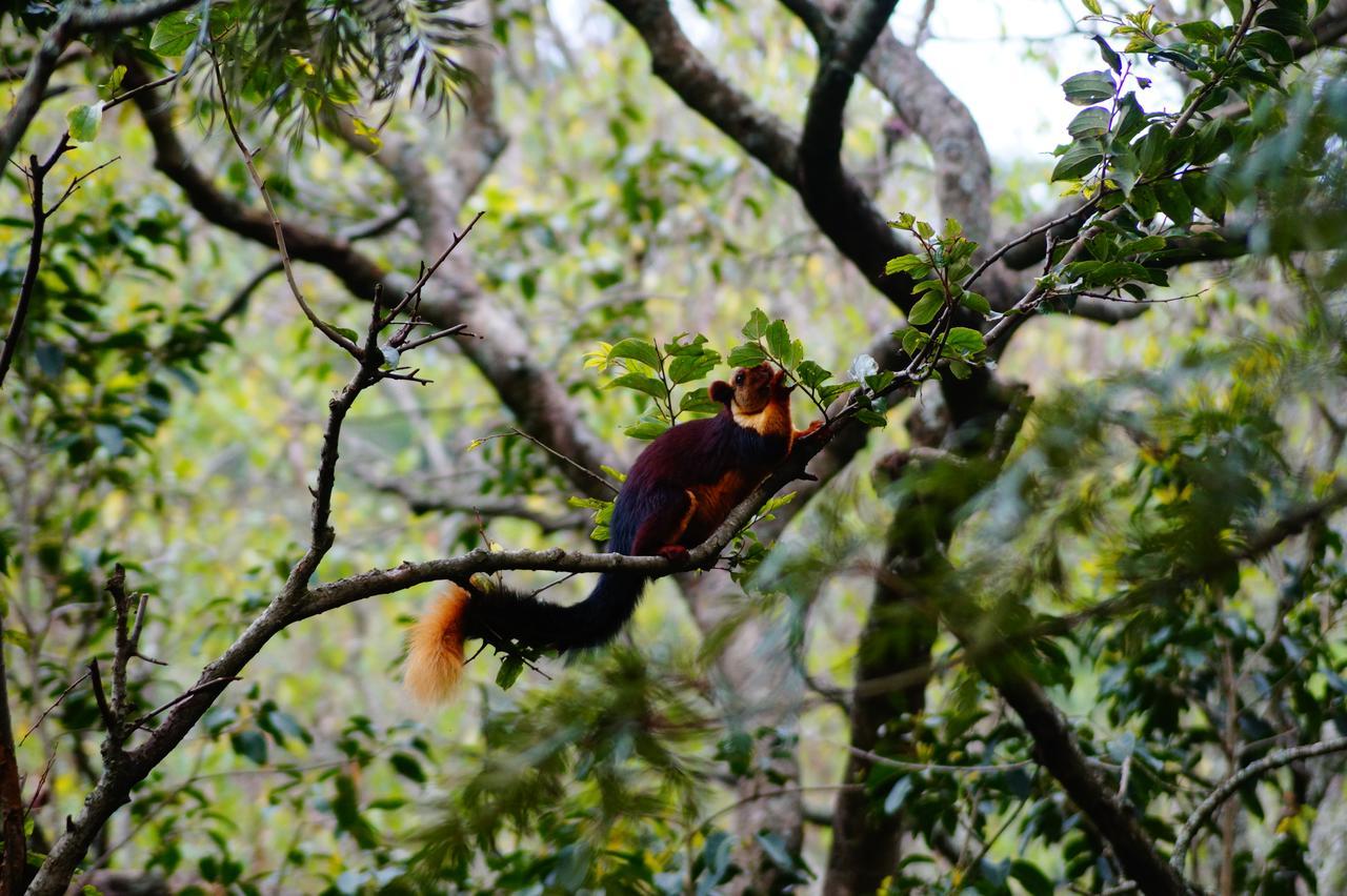 Secret Valley Jungle Resort Ooty Buitenkant foto