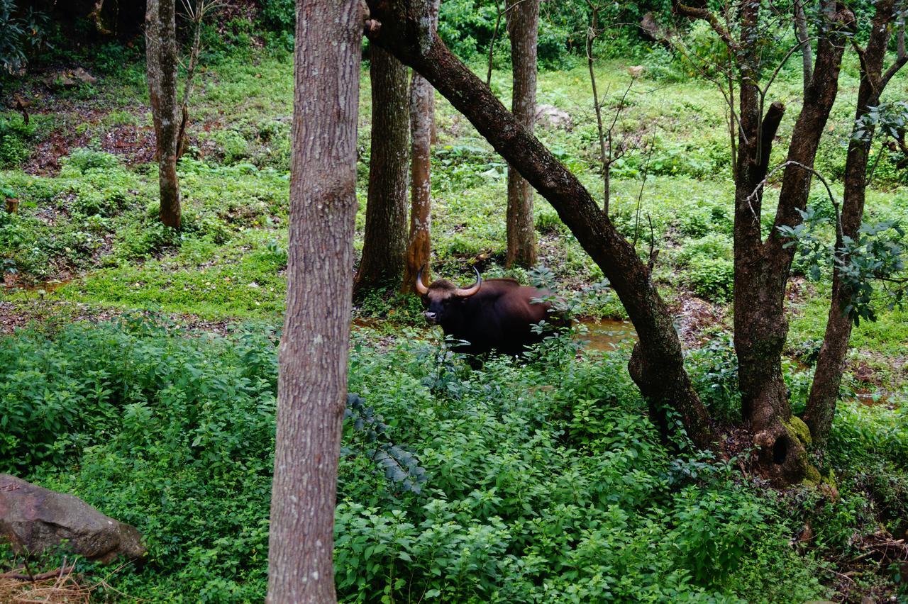 Secret Valley Jungle Resort Ooty Buitenkant foto